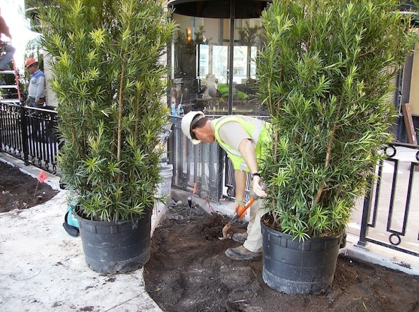 What Types of Trees Are Best For My Property?