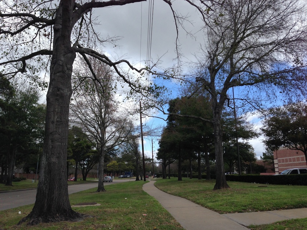 How To Avoid Problems Between Trees and Utility Lines