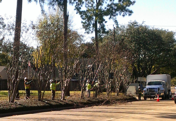 It’s Not Too Late To Prune Your Trees