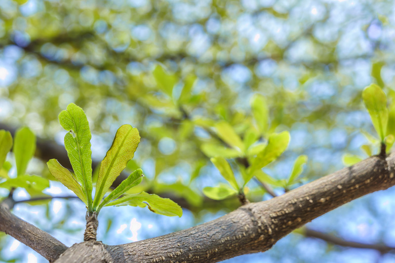 How Your Property Is Impacted By Houston’s Mild Winter