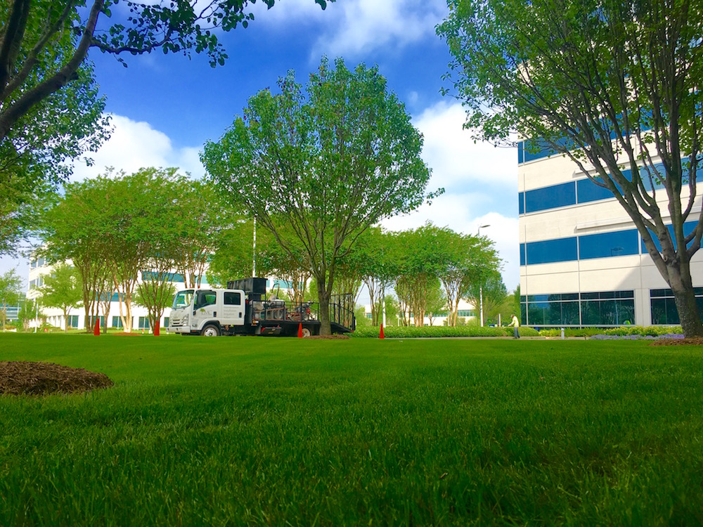 Three Important Differences Between Professional and Amateur Landscape Companies