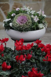 Winter Pots: Elevate Your Office Aesthetic with LMC Houston!