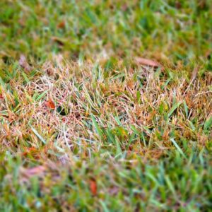 Watch Out For These Fall Lawn Diseases