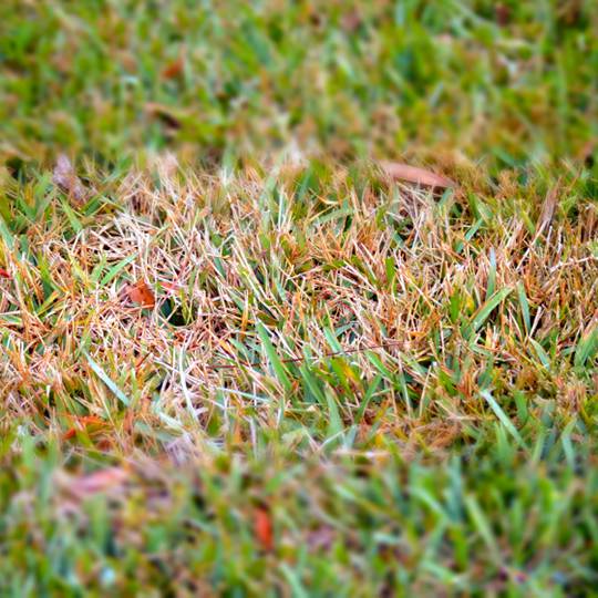 Watch Out For These Fall Lawn Diseases