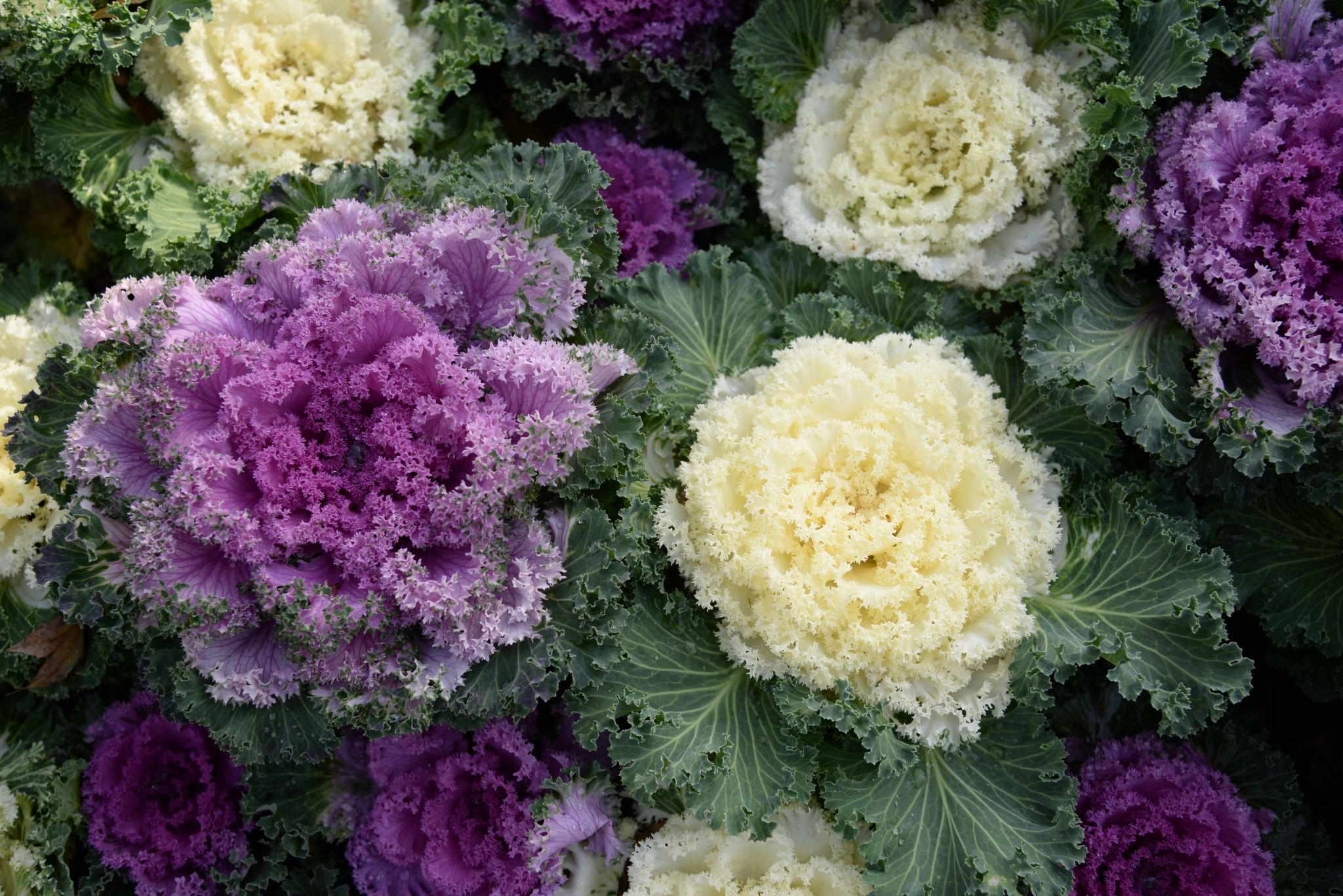 The Essential Guide to Winter Commercial Landscape Care in Houston