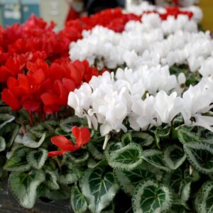 Texas Christmas Blooms: A History of Poinsettias and Christmas Cactus