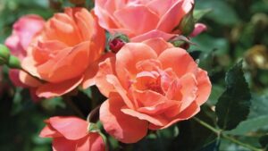 The Timeless Beauty of Roses in Your Commercial Landscape