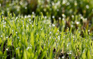 April Showers Bring May Growth: How to Maximize Spring Rainfall in Your Commercial Landscape