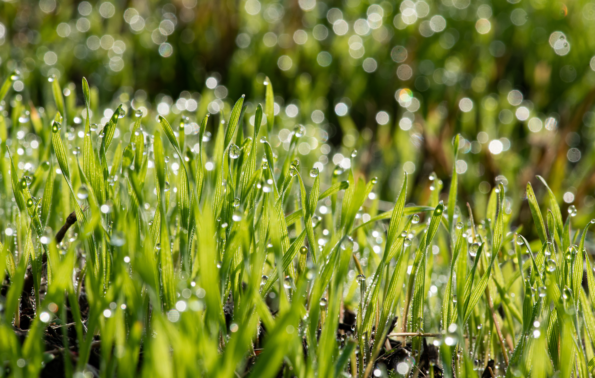 April Showers Bring May Growth: How to Maximize Spring Rainfall in Your Commercial Landscape