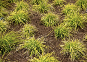 Plant Smarter, Not Harder: The Benefits of Drought-Tolerant Landscaping for Commercial Properties