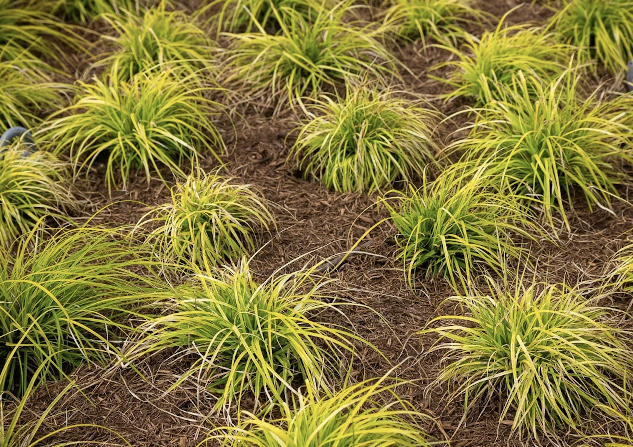 Plant Smarter, Not Harder: The Benefits of Drought-Tolerant Landscaping for Commercial Properties