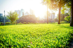 Keeping It Cool: How to Protect Your Commercial Landscape During Houston’s Peak Summer Heat