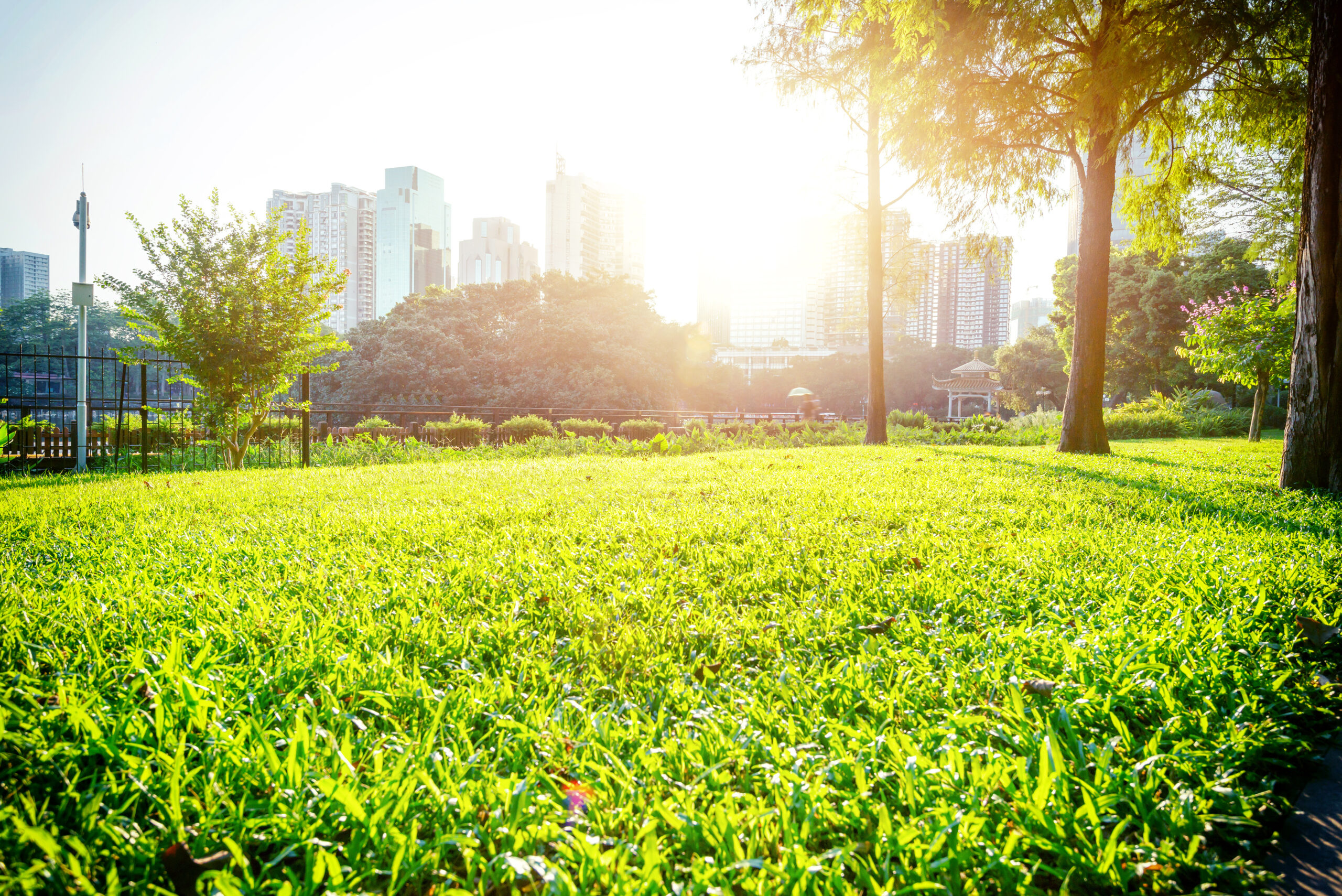 Keeping It Cool: How to Protect Your Commercial Landscape During Houston’s Peak Summer Heat