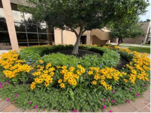 Beating the August Heat: Protecting Your Commercial Landscape in Houston’s Hottest Month