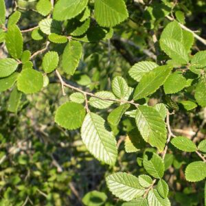 Which Texas Trees Show Their Fall Foliage First? Add Seasonal Interest to Your Commercial Landscape