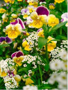 Fall Into Color — How to Choose the Perfect Seasonal Color for Your Commercial Landscape