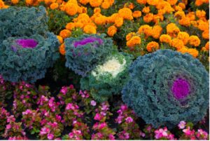 November Landscape Focus – Preparing Houston Properties for a Cooler Season