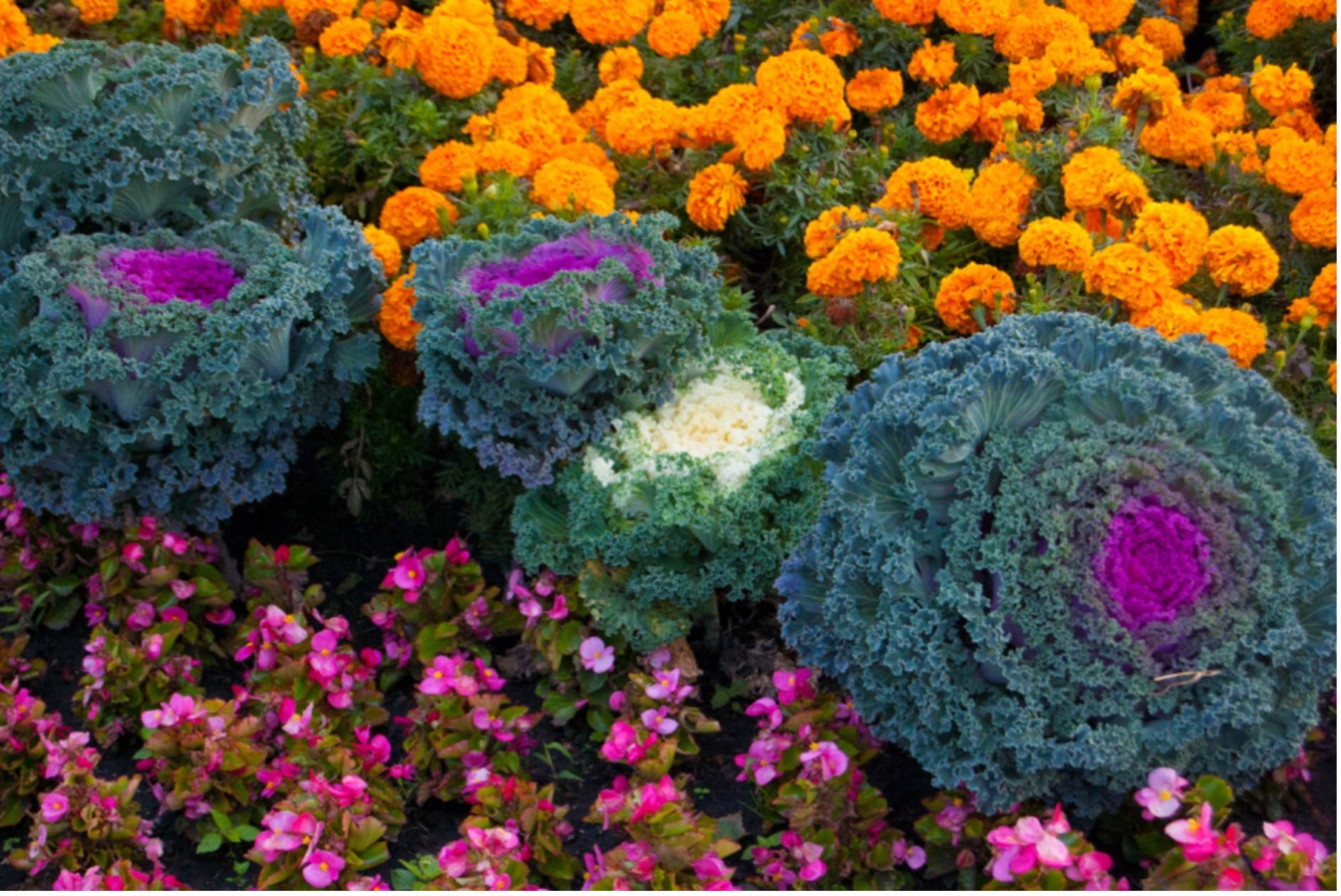 November Landscape Focus – Preparing Houston Properties for a Cooler Season