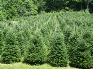 The History of the Christmas Tree: Tradition, Sustainability, and Today’s Growing Industry