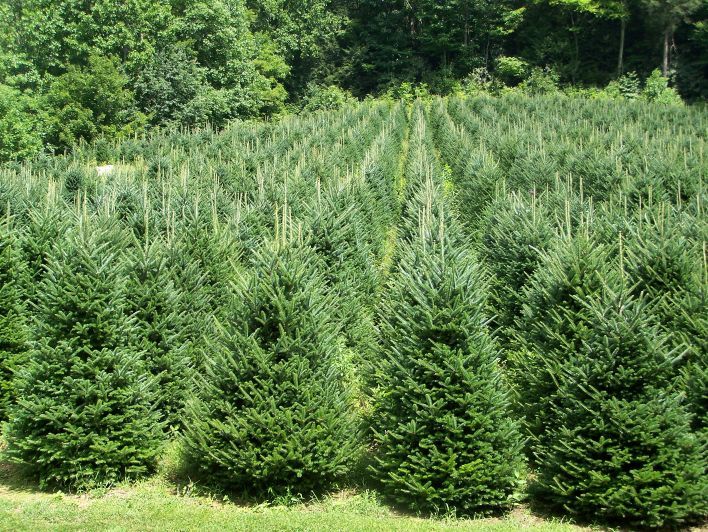 The History of the Christmas Tree: Tradition, Sustainability, and Today’s Growing Industry