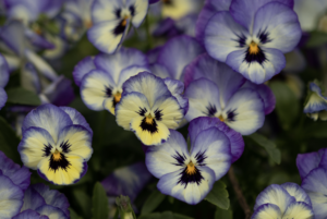 Spring Seasonal Color and Curb Appeal for Houston Commercial Landscapes