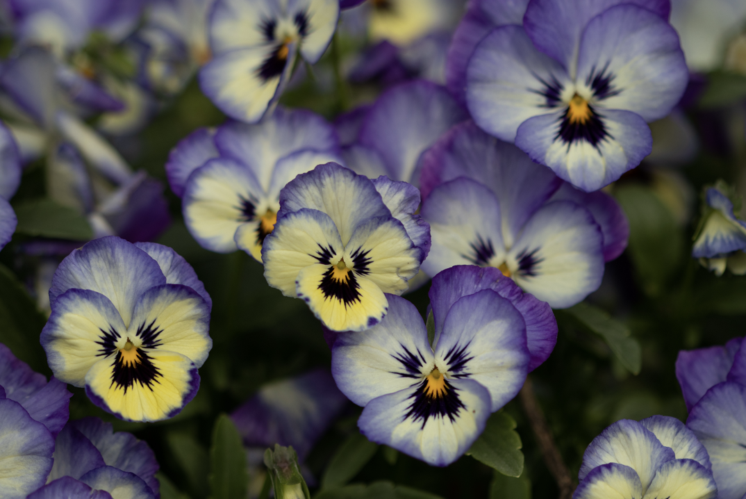 Spring Seasonal Color and Curb Appeal for Houston Commercial Landscapes